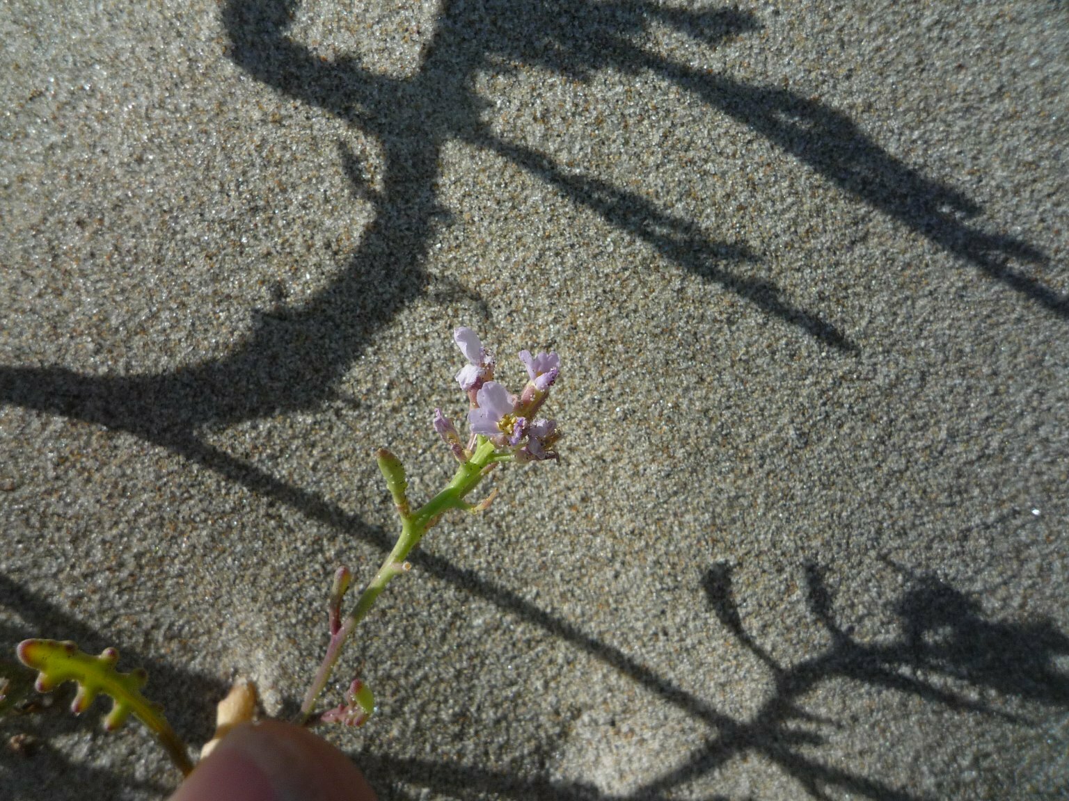 High Resolution Cakile maritima Leaf